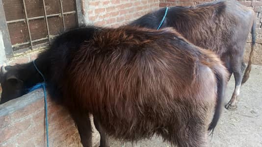 ایک کٹی کی قیمت 180000 دونوں کی قیمت 350000