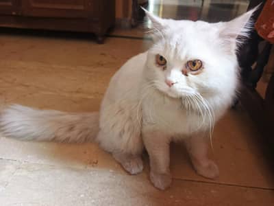 Snow White Persian male Cat