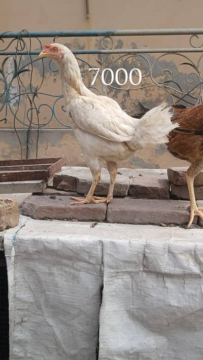 Aseel Heera cross murgha breader or murghi kurak wali madiyan ha