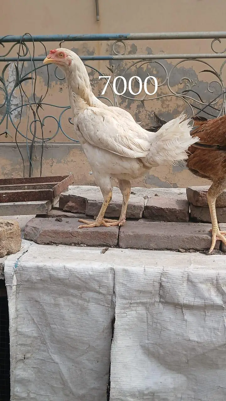 Aseel Heera cross murgha breader or murghi kurak wali madiyan ha — photo 2