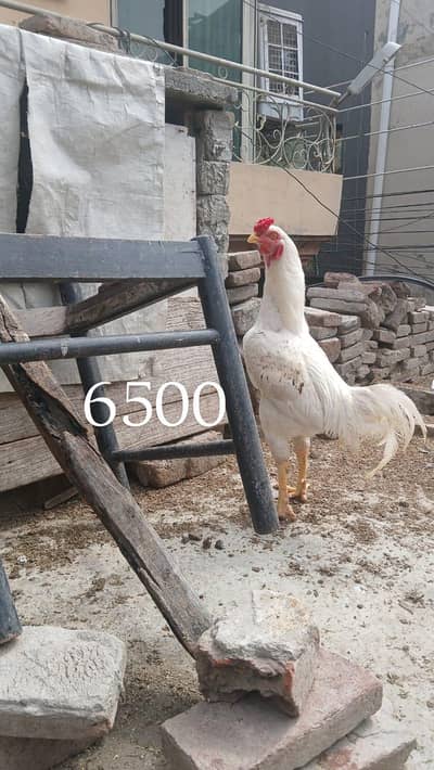 Aseel Heera cross murgha breader or murghi kurak wali madiyan ha