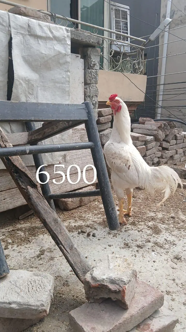 Aseel Heera cross murgha breader or murghi kurak wali madiyan ha