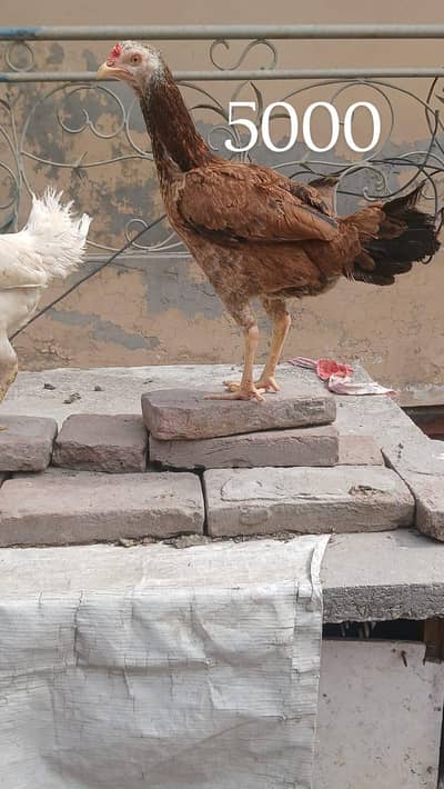 Murghi for Sale egg laying