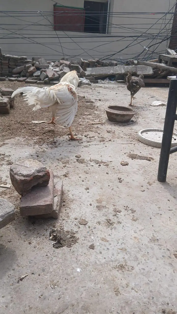 Aseel Heera cross murgha breader or murghi kurak wali madiyan ha — photo 6