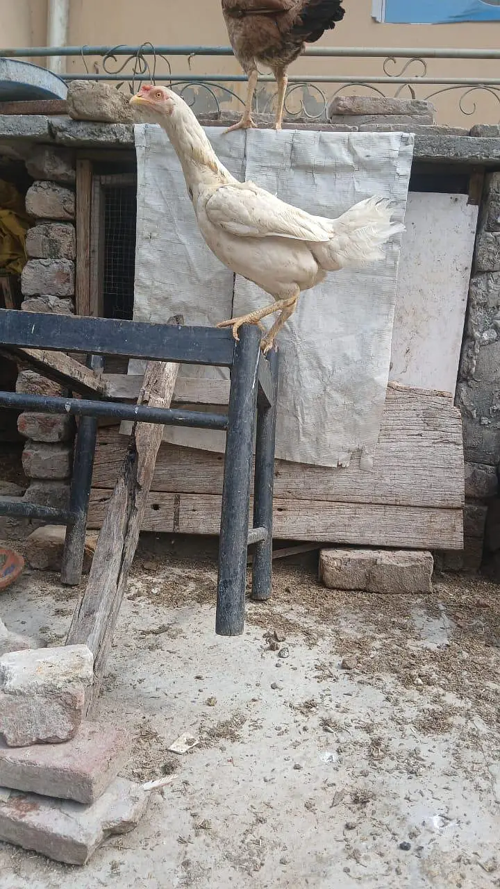 Aseel Heera cross murgha breader or murghi kurak wali madiyan ha — photo 10