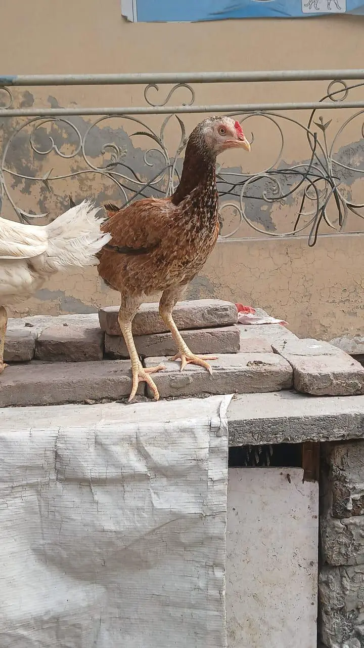 Aseel Heera cross murgha breader or murghi kurak wali madiyan ha — photo 11