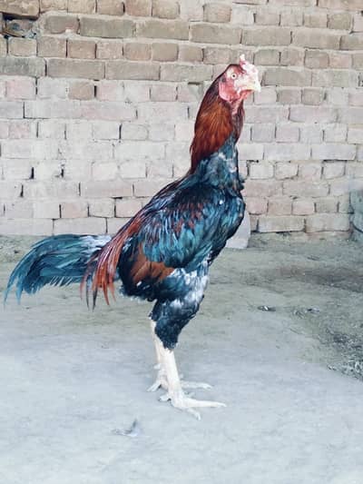 darapur Jhelum 03315320575