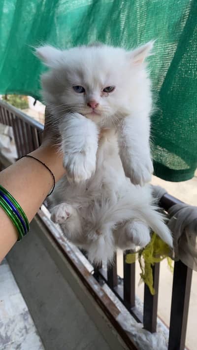 percian triple coated pair