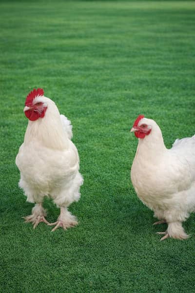 Golden Buff For Sale