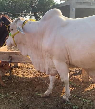 Bull/ Nukra bull/ 2 dant Qurbani Bull/ Qurbani Cow/ Nukra Bechra