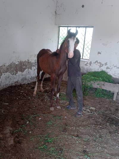 03145946012   برانڈ مشکی  تین پاؤں سفید وچھیریی ا