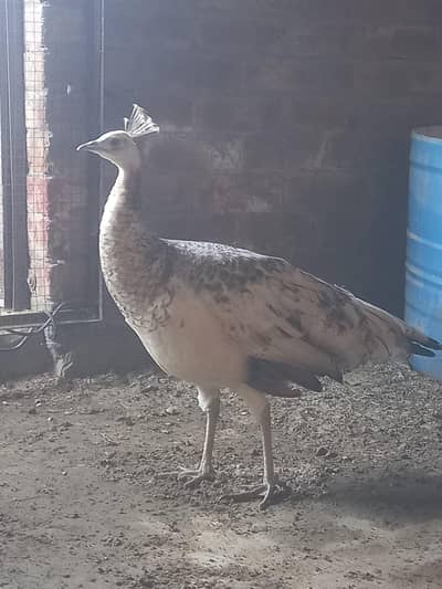 Beautifull black shoulder peacock female