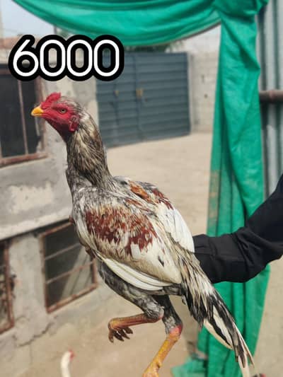 high quality aseal available at very reasonable price