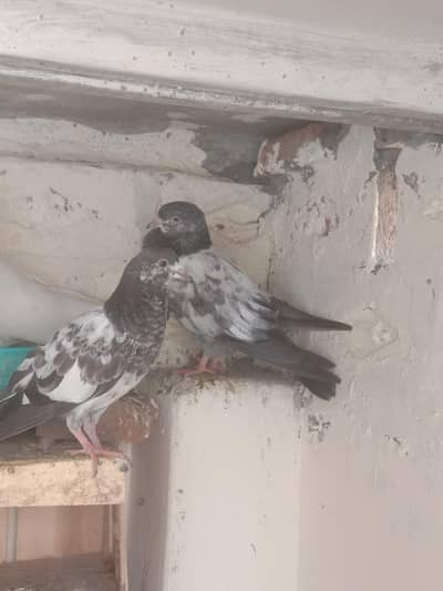 Ram pori,Sialkoti Teddy cross