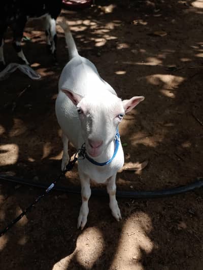 Gulabi teddy genuine munda