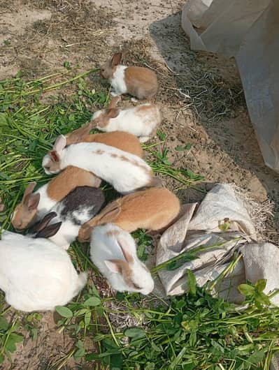 babies of rabbits