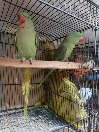 Raw bamboo size Talking pair,  both are talking