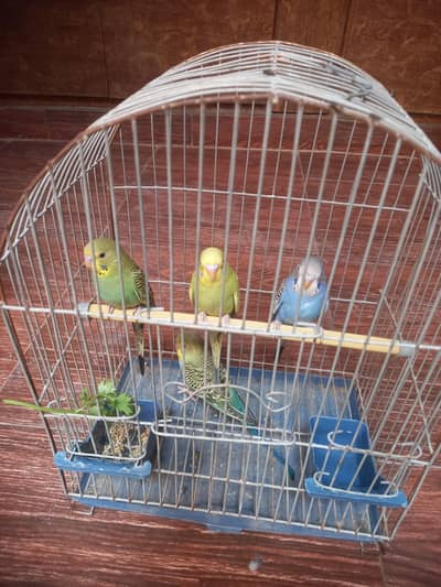 Australian Budgies Parrots