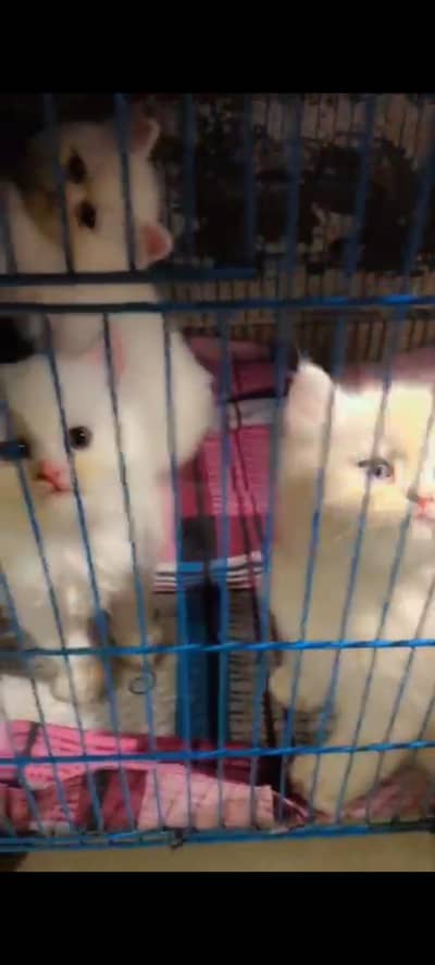 Quality Persian kittens up for rehome