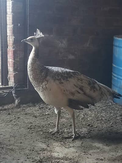 Beautiful Black shoulder peacock female