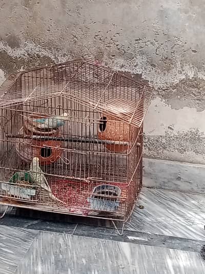 Very Beautiful Australian Parrot Pair