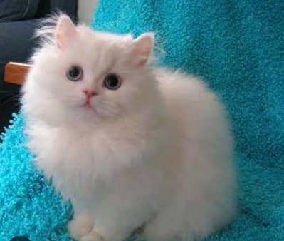 Persian cats My WhatsApp 03411645404 (////$&@6#43