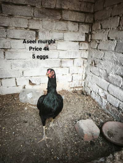 Aseel and golden misri