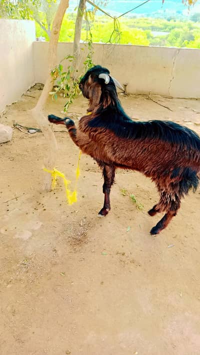 Qurbani wla 2 saala bakra