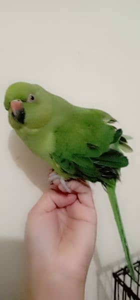 green baby parrot