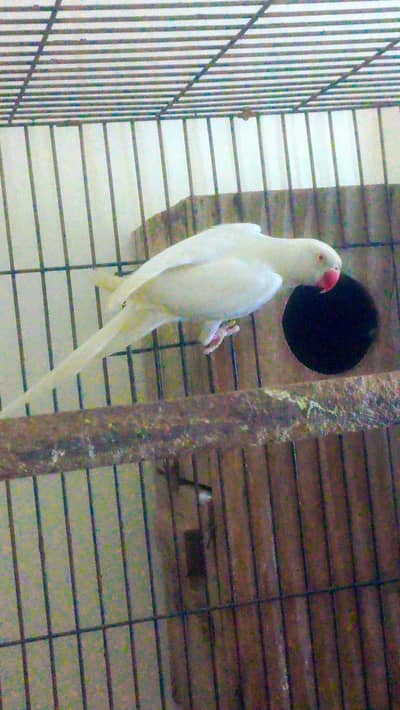 White male & paide female confirm breeder pair