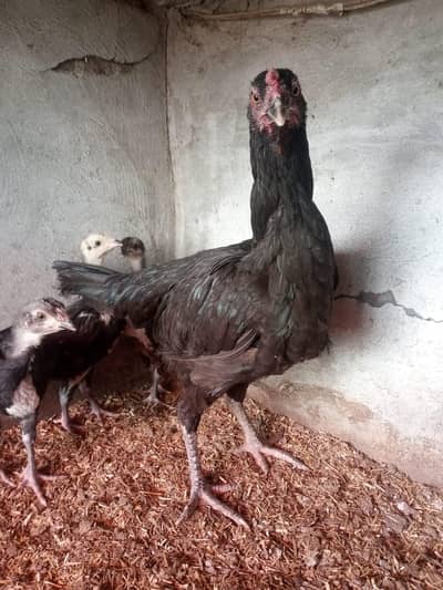 pure sindhi hen with top quality chicks