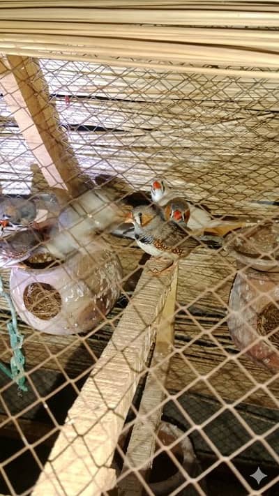 zebra finches for sale