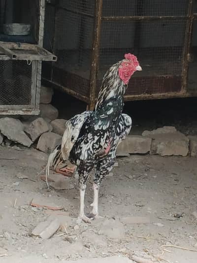 long heighted murghy