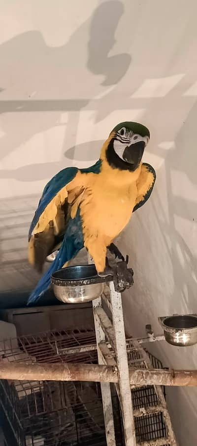 BLUE N GOLD macaw tame