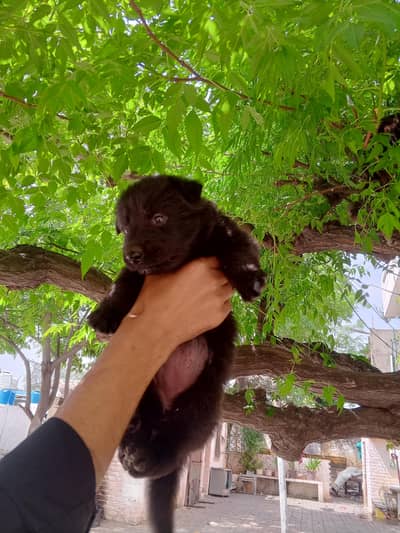 black shepherd female puppy