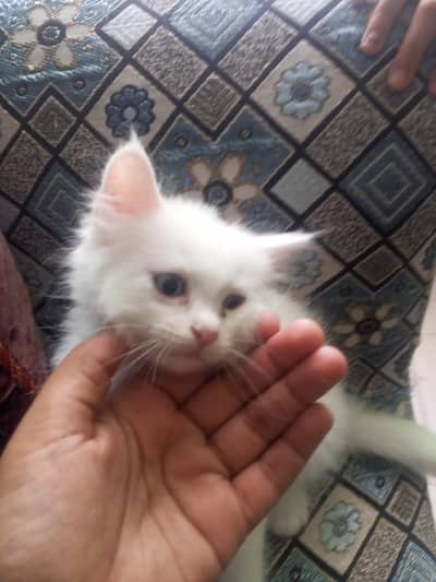 active baby female cat for sale and beautiful no vaccinated