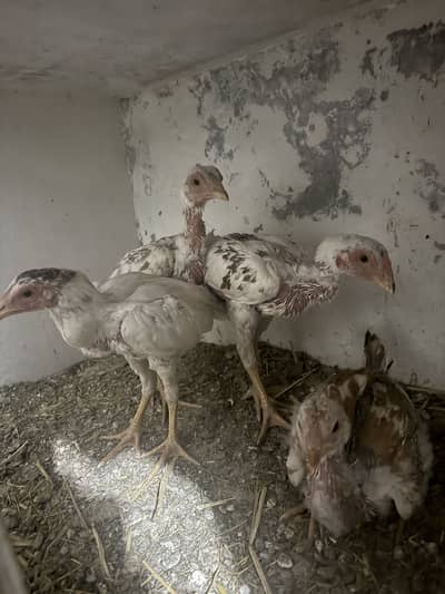 Pair of four chicks Pattha