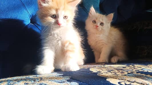 I have 5 Persian Male/Female kittens triple coated for sale