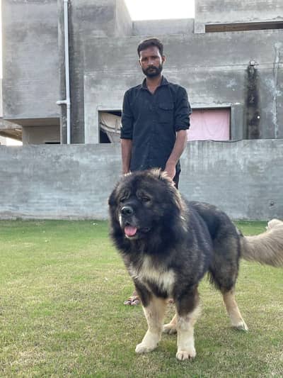 Caucasian shepards pair