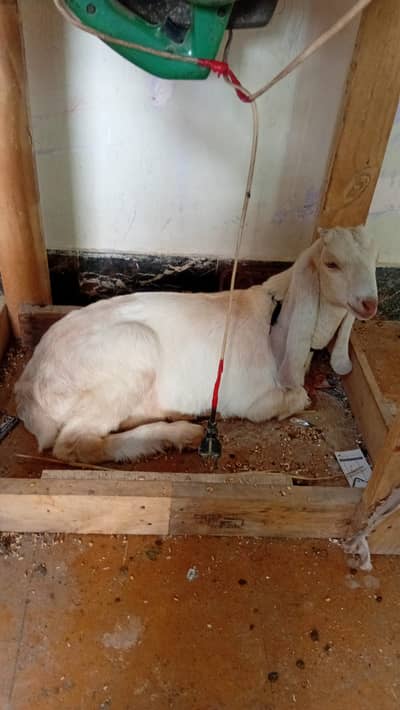Gulabi Bakra for Sale – Healthy & Home Raised