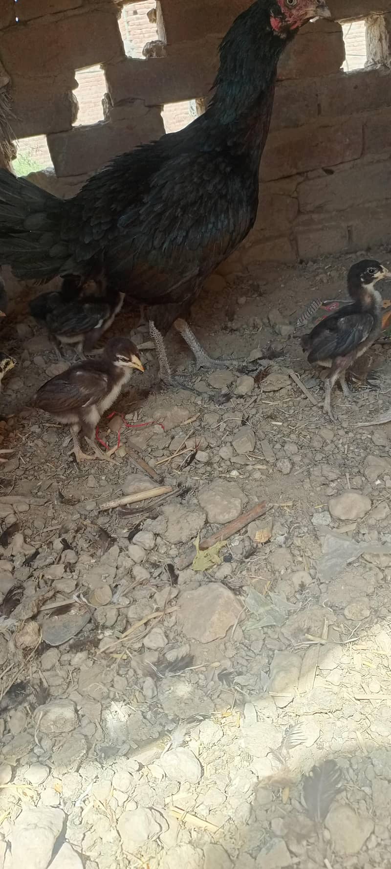 اصیل مرغی اور اصیل چوزے 0