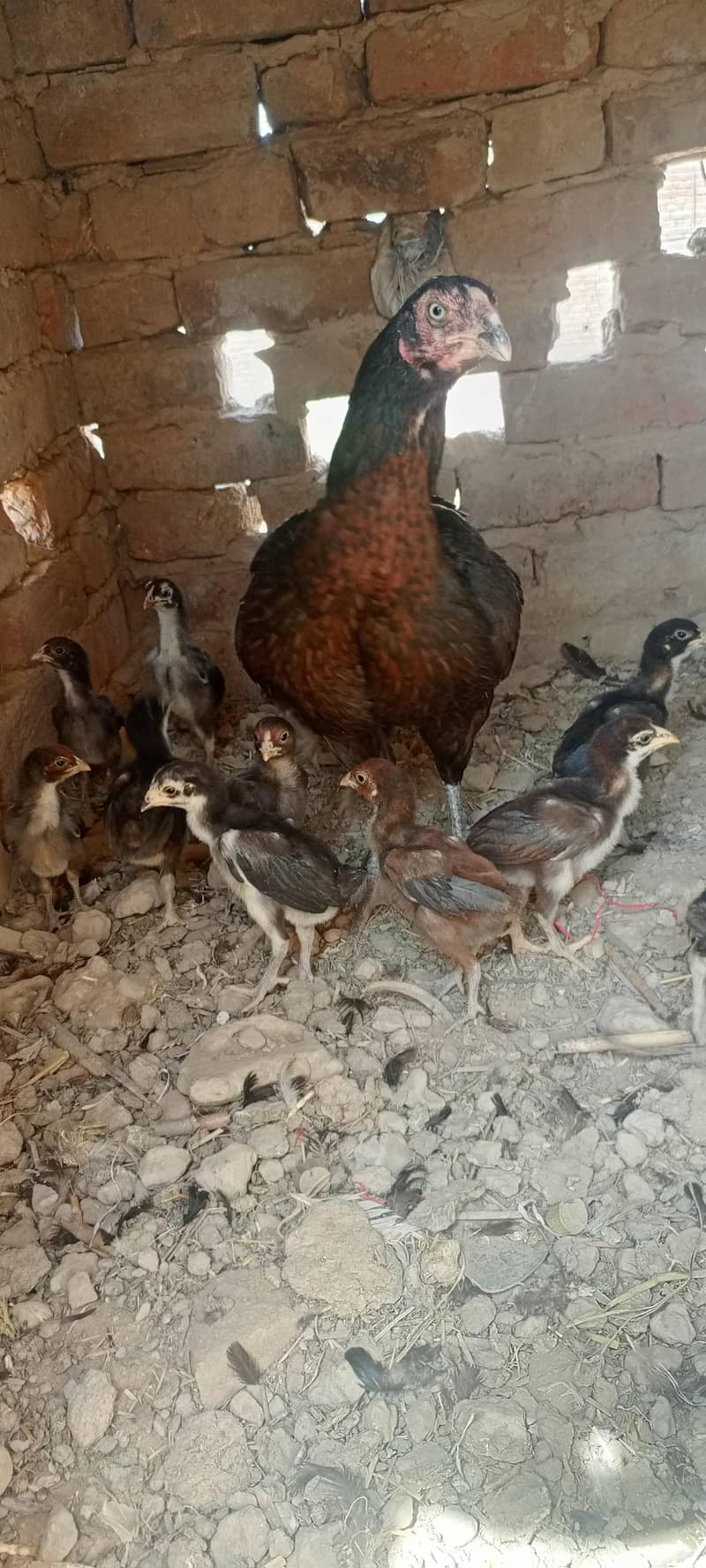 اصیل مرغی اور اصیل چوزے 1