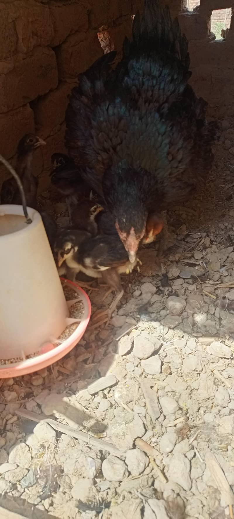 اصیل مرغی اور اصیل چوزے 2