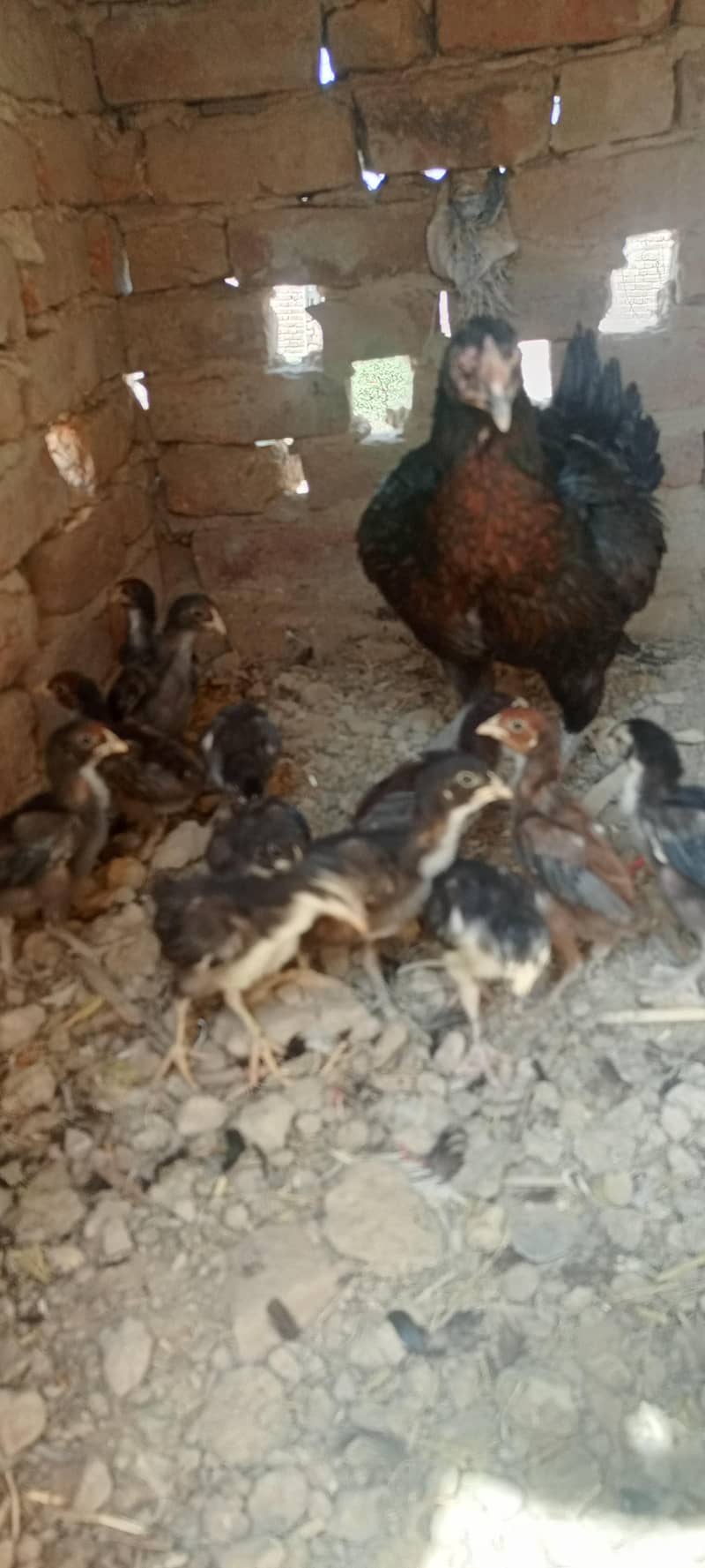 اصیل مرغی اور اصیل چوزے 3