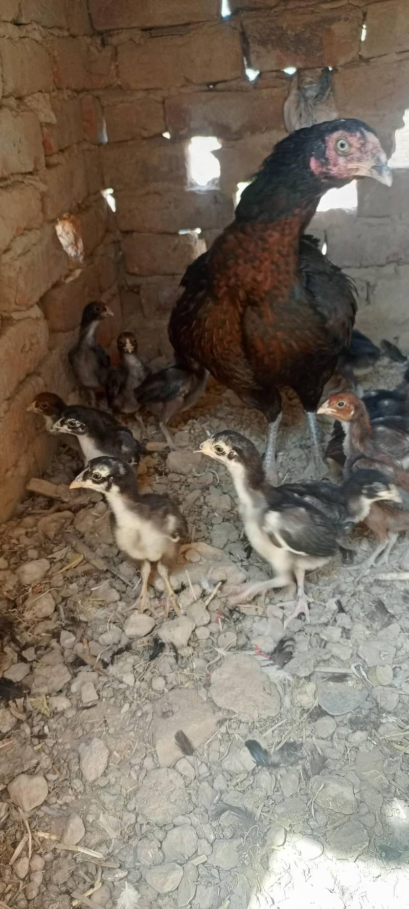 اصیل مرغی اور اصیل چوزے 4