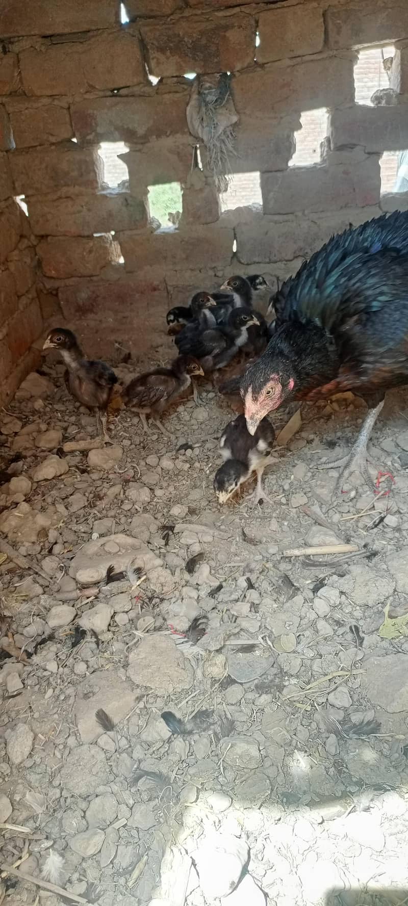 اصیل مرغی اور اصیل چوزے 5