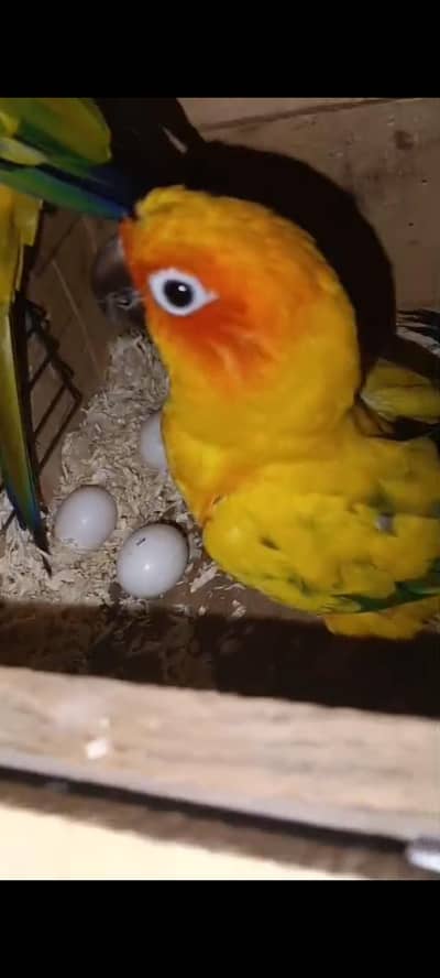 DNA Pair Sun conure