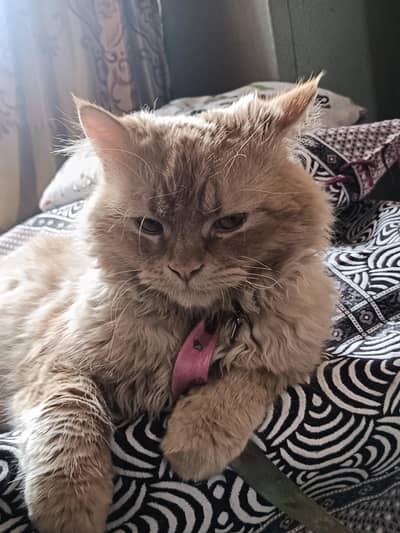 beautiful persian cat for sale