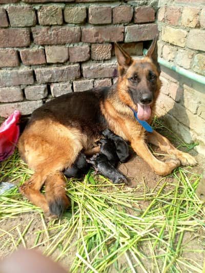 German shepherd  puppies for sale