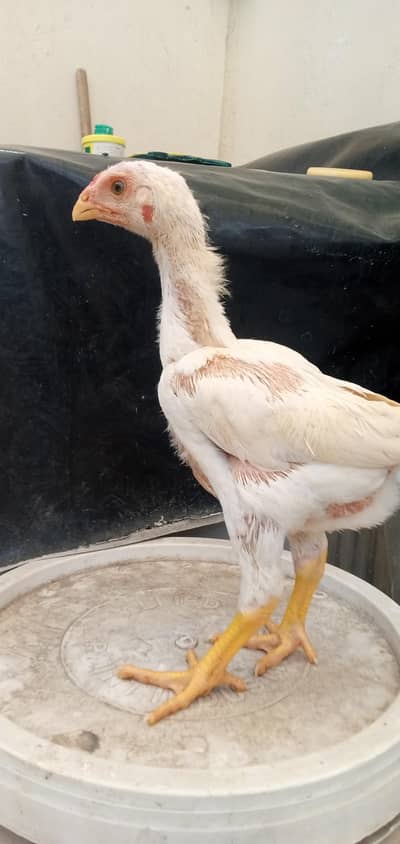 White King O Shamo  Male Chick
